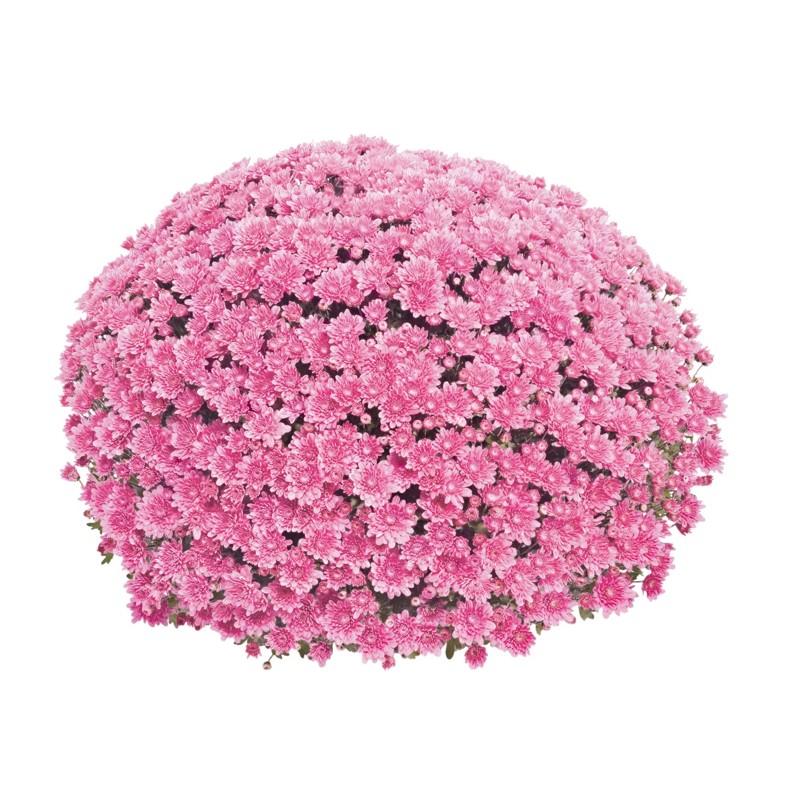 Chrysanthemum x morifolium Frilandskrysantemum Ø19 cm