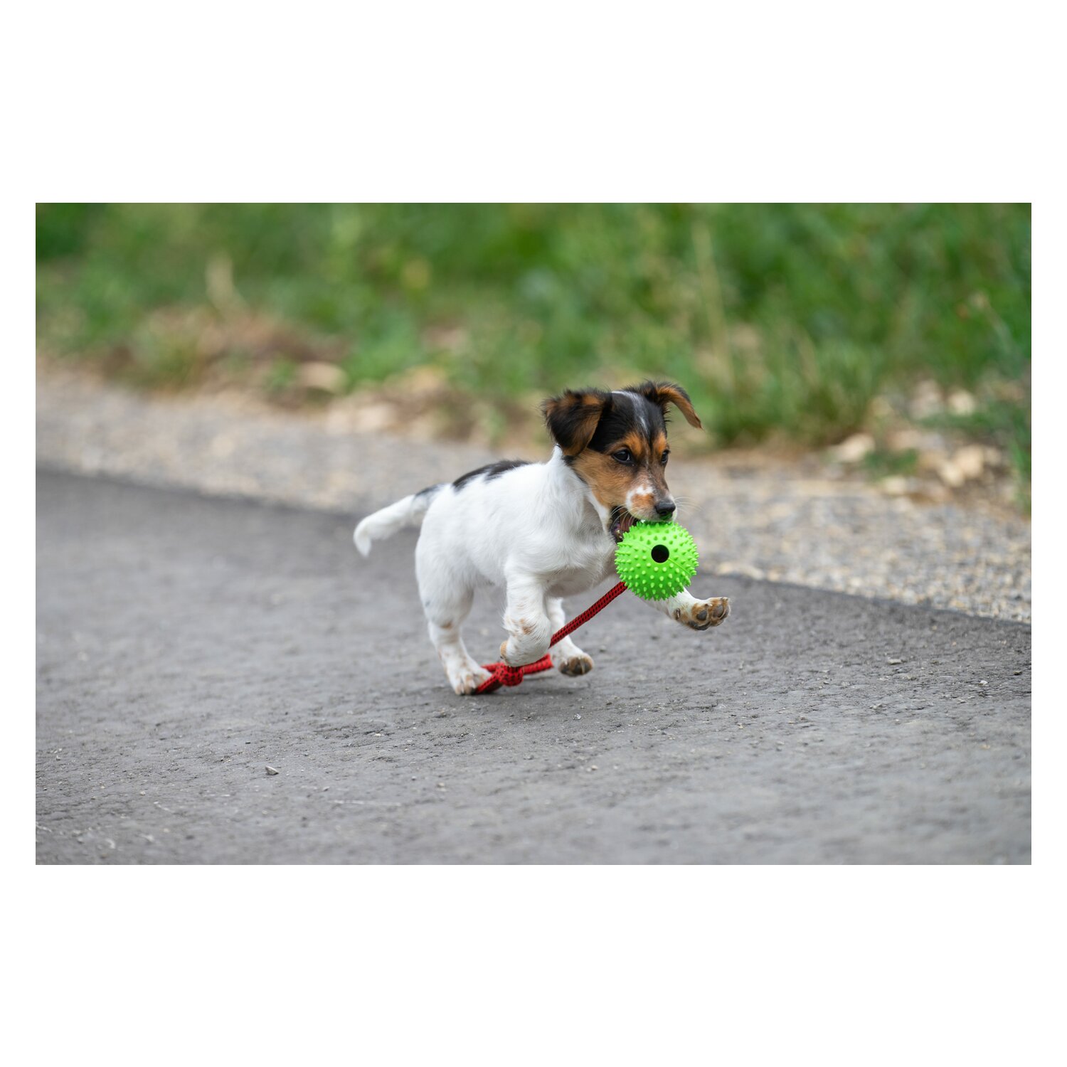 pawberry Gummiball  - grün - 6.5cm