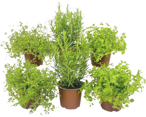 Biologische kruidenset FloraSelf Biologische Italiaanse kruidenmix 6 stuks Ø 12 cm pot