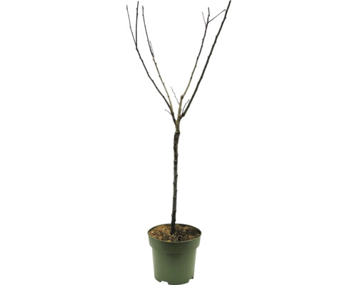Biologische Pruimen Terras FloraZelf Biologische Prunus domestica 'Hauszwetschge' Stamhoogte ca. 40 cm Totale hoogte 100-120 cm CO 7,5 L Zelfbestuivend