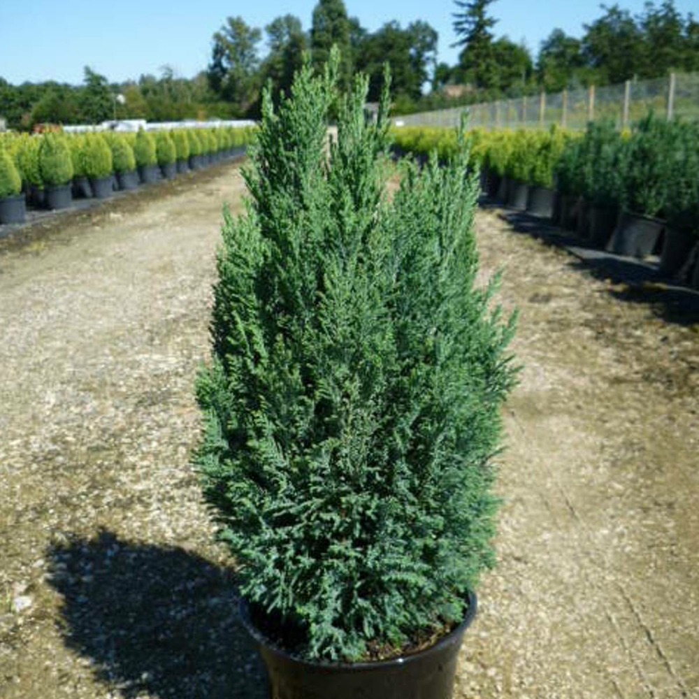 Cyprès de lawson lawsoniana ellwoodii/chamaecyparis lawsoniana ellwoodii[-]pot de 4l - 40/60 cm