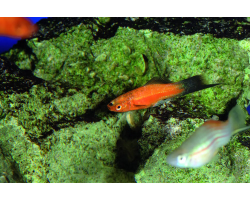 Gemengde kleurrijke zwaardstaartvis - Xiphophorus helleri