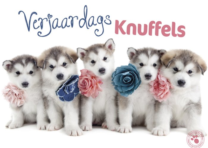 Studio Pets | Verjaardagskaart | Puppy's
