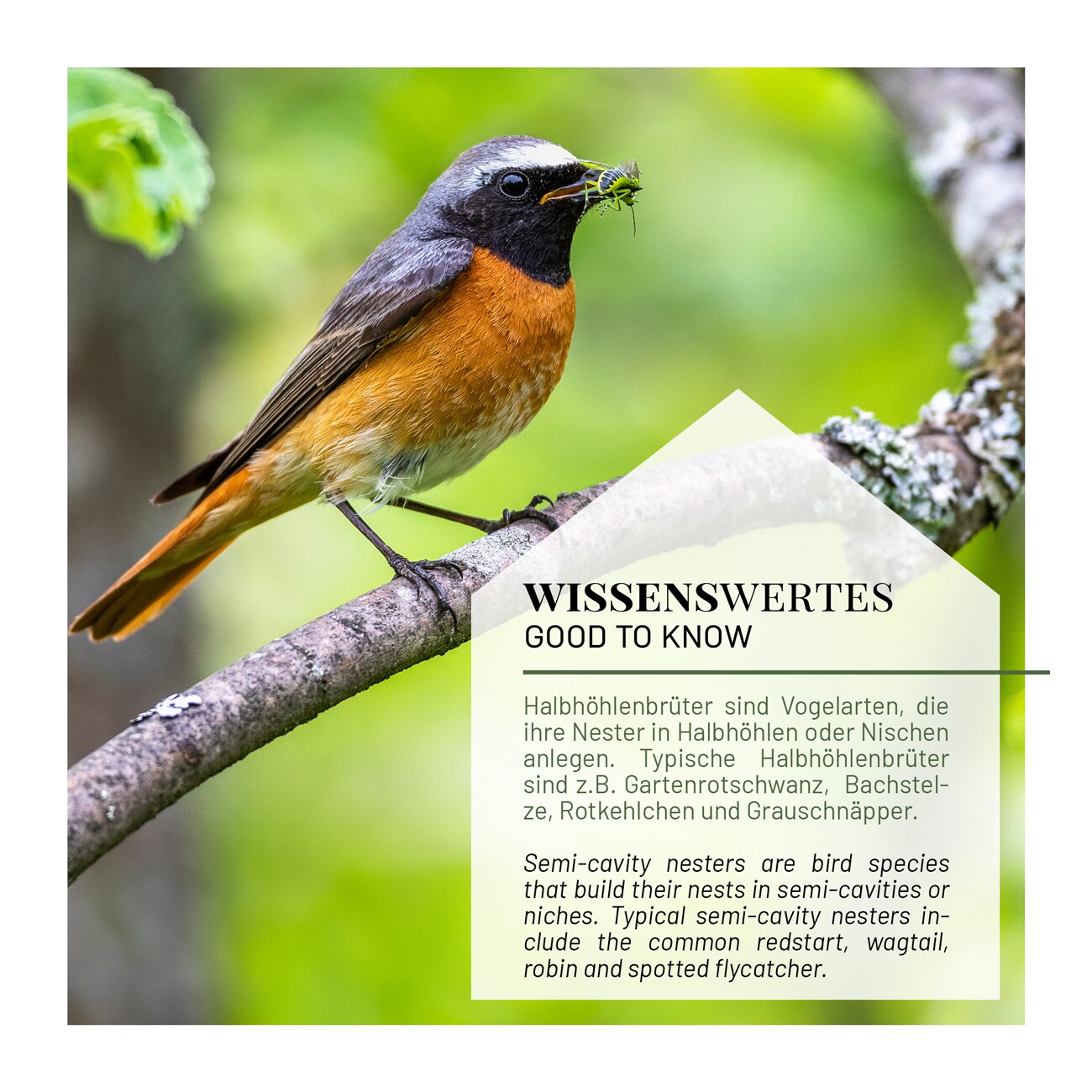 WILDLIFE HOME Nistkasten für Rotschwänzchen