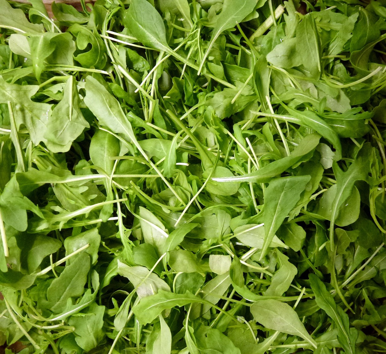 Sachet de graines de roquette cultivée - sachet de 5 grammes - petite entreprise française - made in france