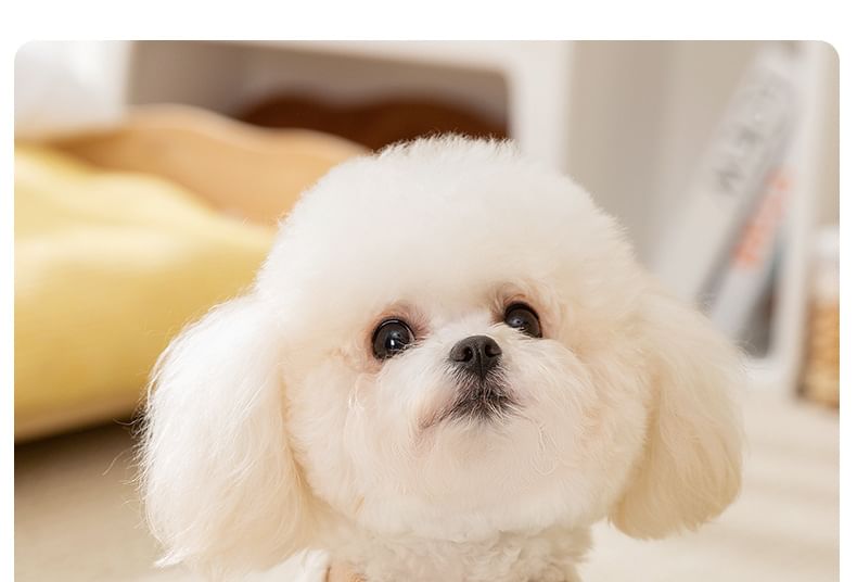Cissilli - Bear Checker Pet Top