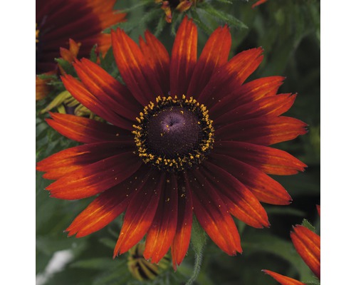 Zonnehoed Mix FloraSelf Rudbeckia x Hybride H 30-40 cm Co 5 L diverse soorten