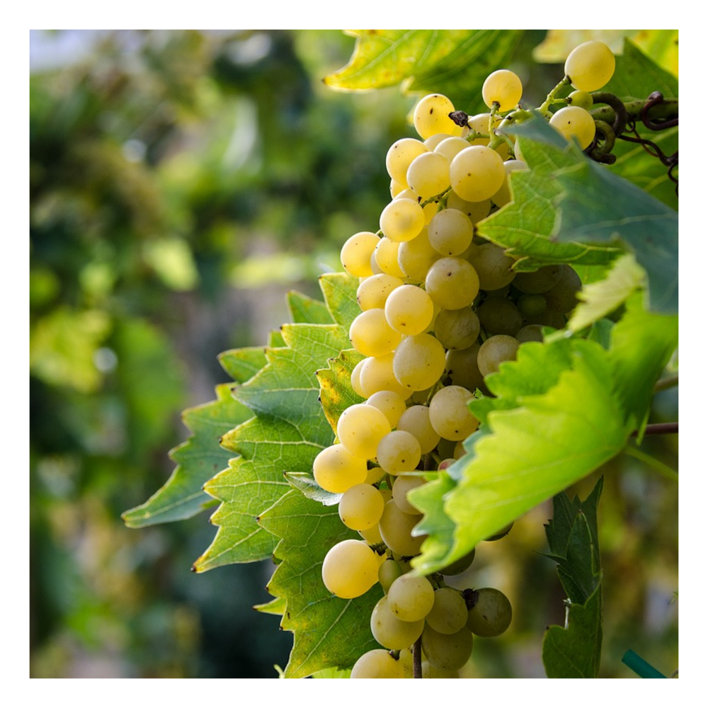 Vigne vinifera lilla/vitis vinifera lilla[-]pot de 3l - 60/120 cm