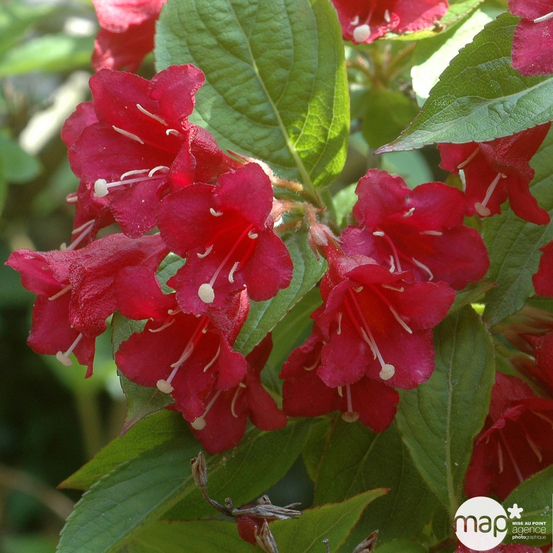 Weigela x 'Red Prince' C15l