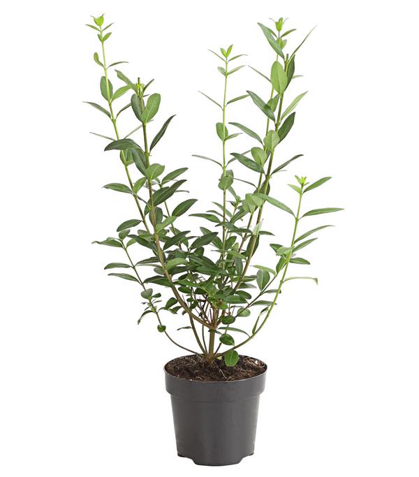 Wintergrüner Liguster 'Atrovirens'