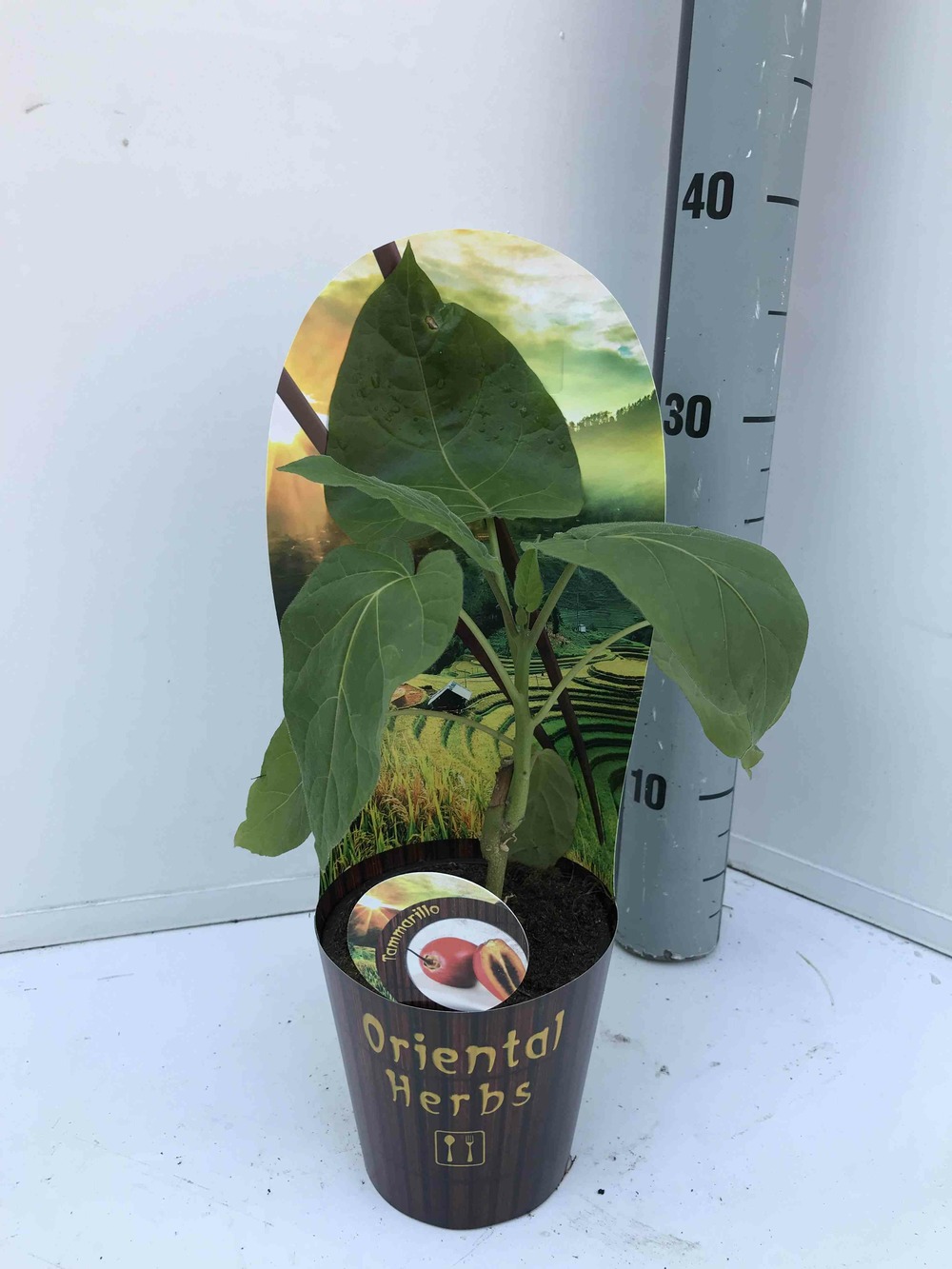 Cyphomandra betacea (tomates en arbre ou tamarillo)) blanc - taille pot de 3 litres ? 20/40 cm