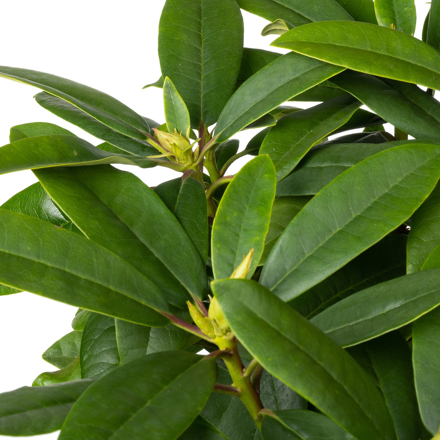 Rhododendron (Rhododendron 'Pushy Purple' ) D 23 H 30 cm