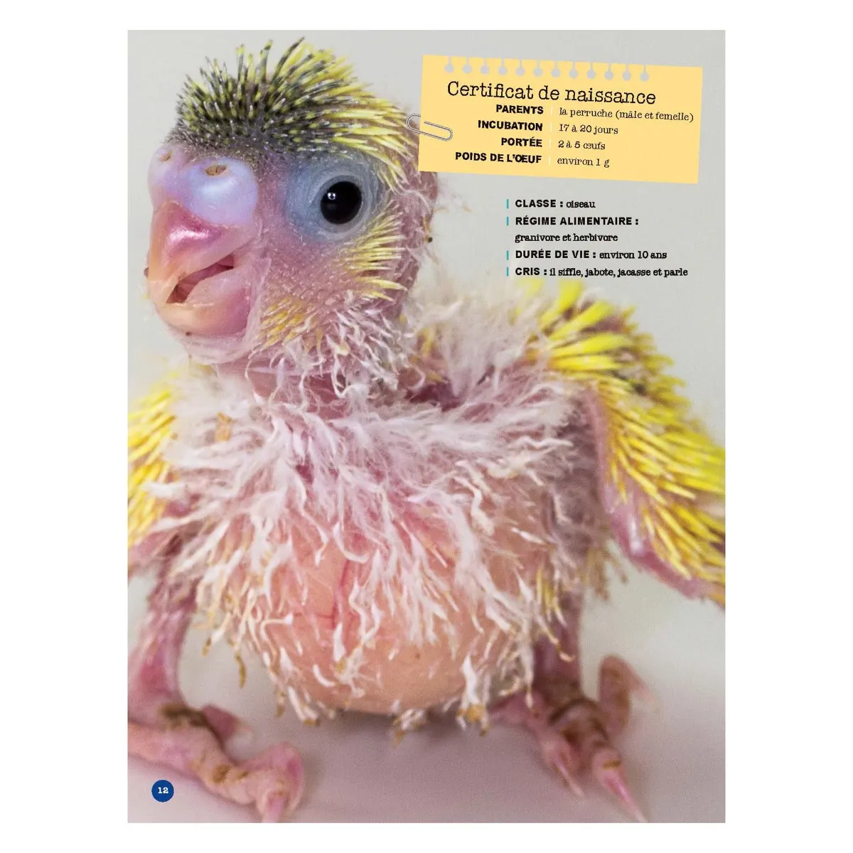 Prologue Mon Grand Animalier des Bébés Animaux