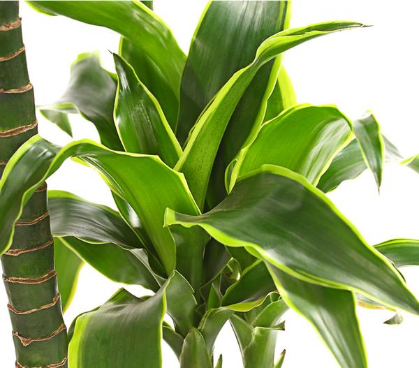 Drachenbaum - Dracaena deremensis 'Dorado'