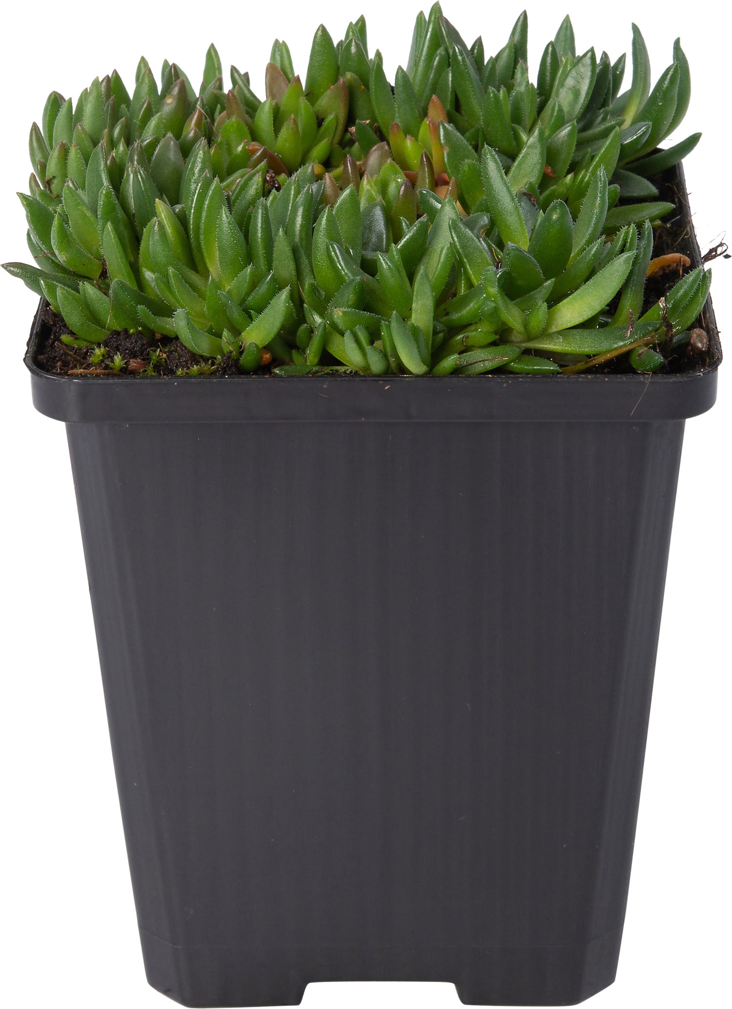 IJsbloem (Delosperma congestum) D 9 H 10 cm