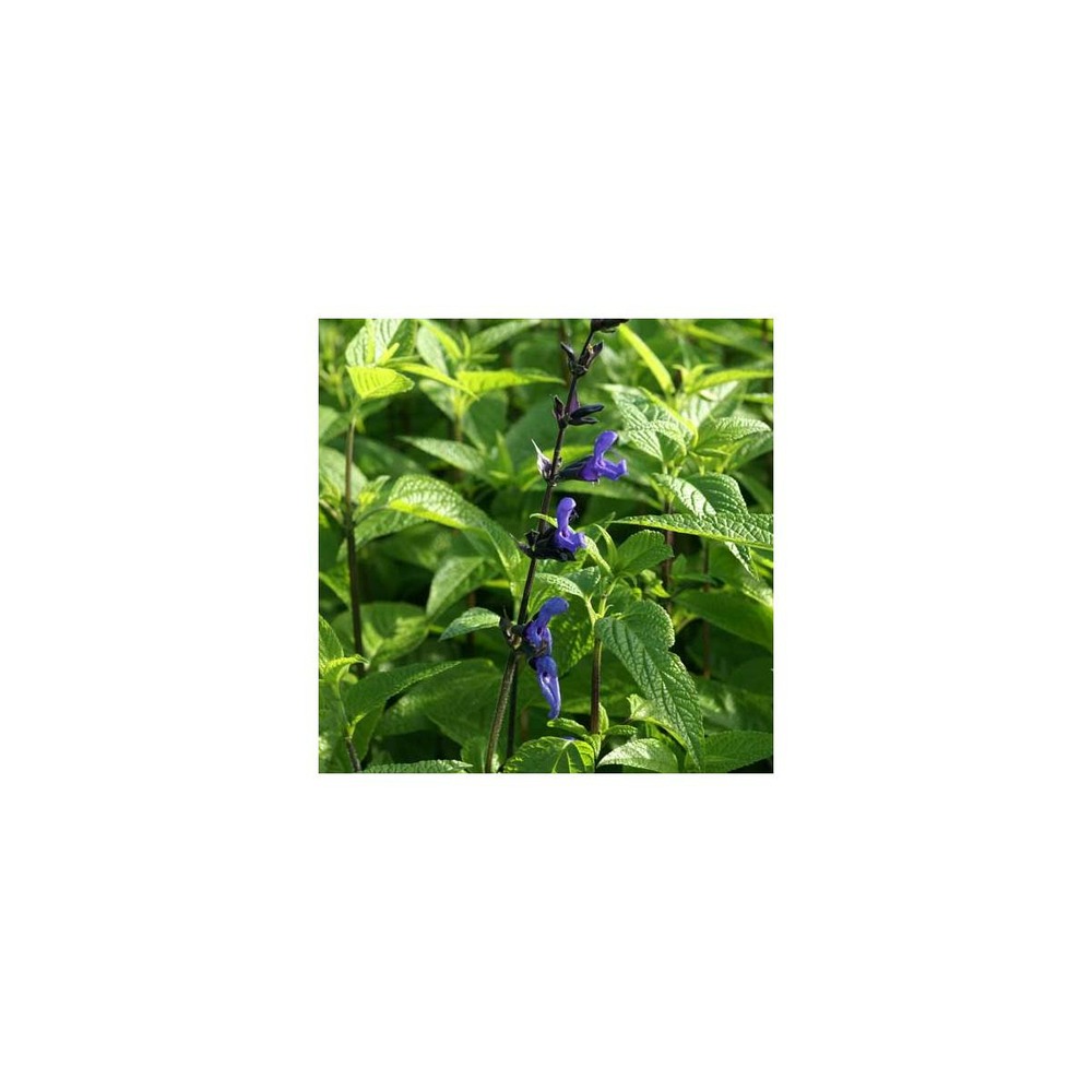 Sauge guarani black and blue/salvia guaranitica black and blue[-]godet