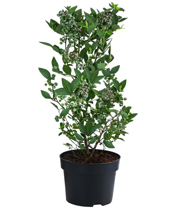 Heidelbeere 'Elliot'