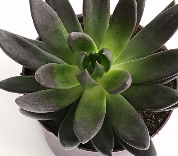 Echeverie - Echeveria Hybride, verschiedene