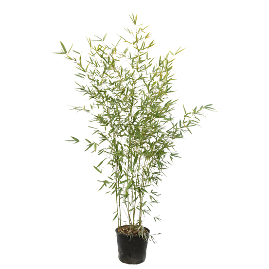 Bambou moyen phyllostachys aurea: pot de 10 litres