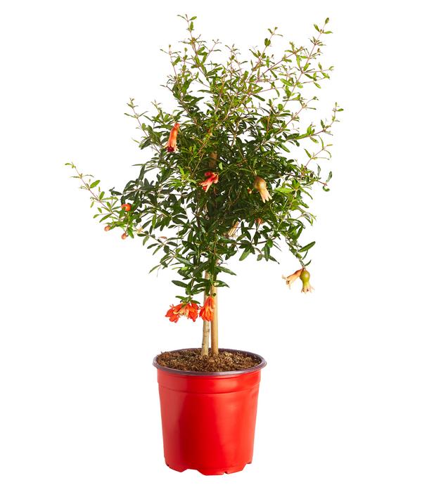 Granatapfel