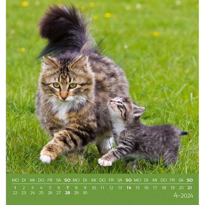 Postkartenkalender - Schmusekatzen - 2024
