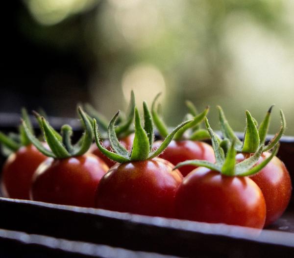 Buschtomate