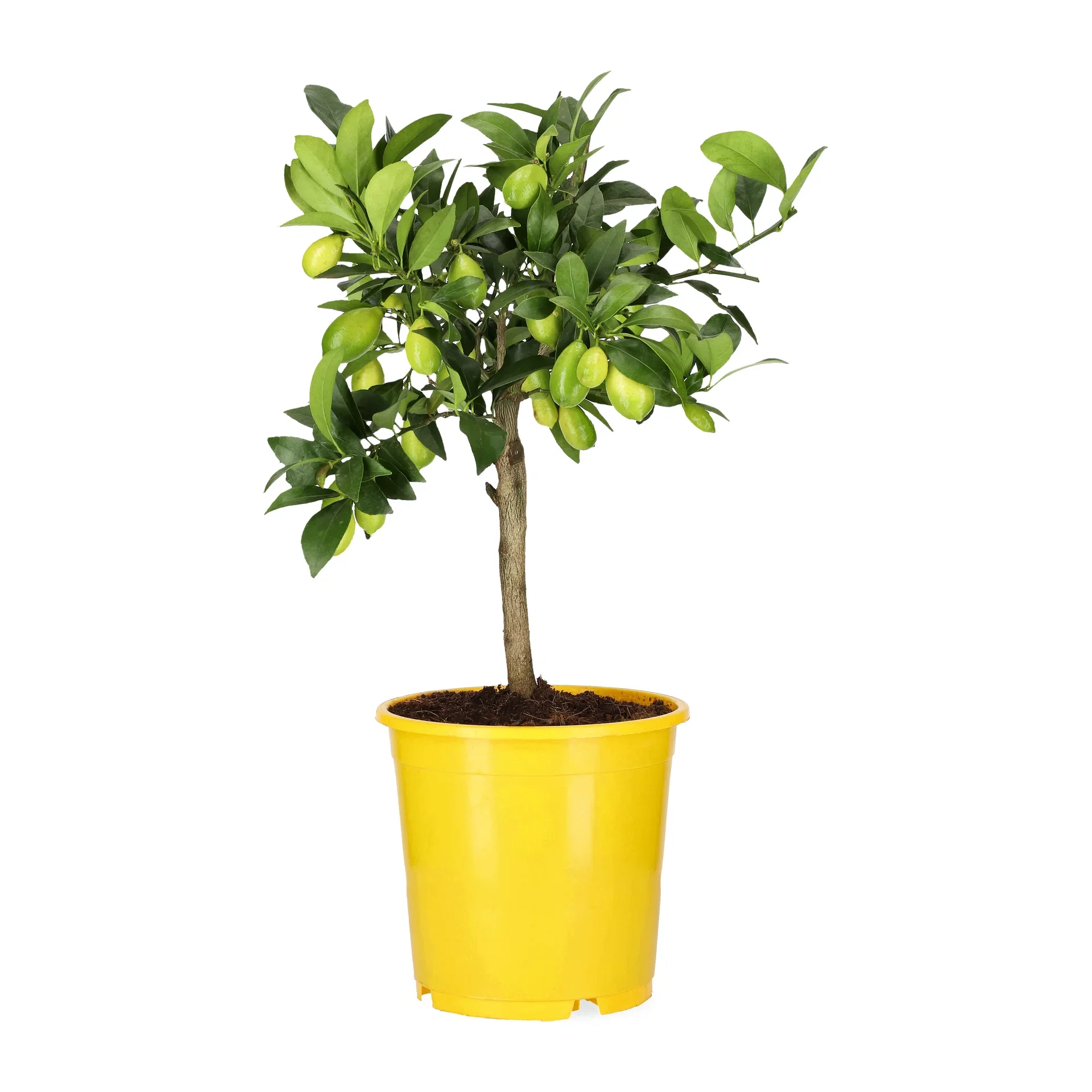 Citrus x floridana Oppstammet limequat Ø22 cm