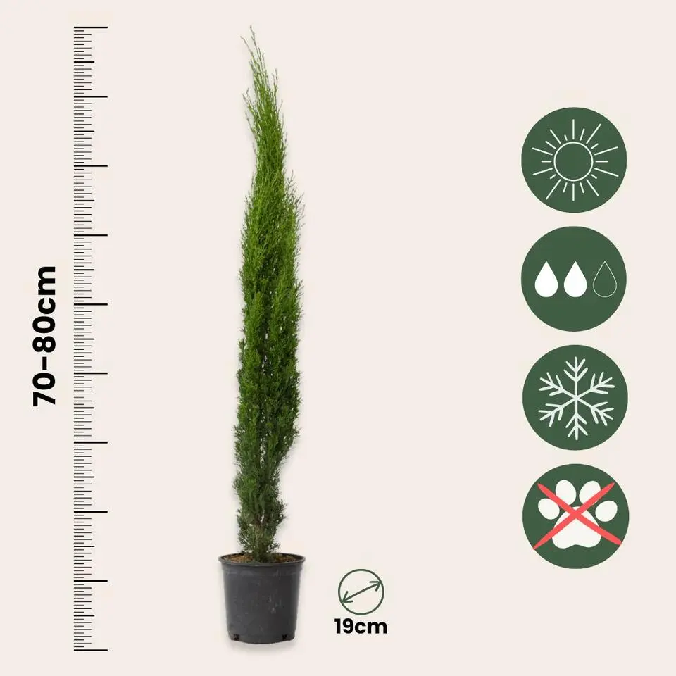 Italiaanse Cipres - Cupressus sempervirens - Hoogte 70-80cm - ⌀19cm
