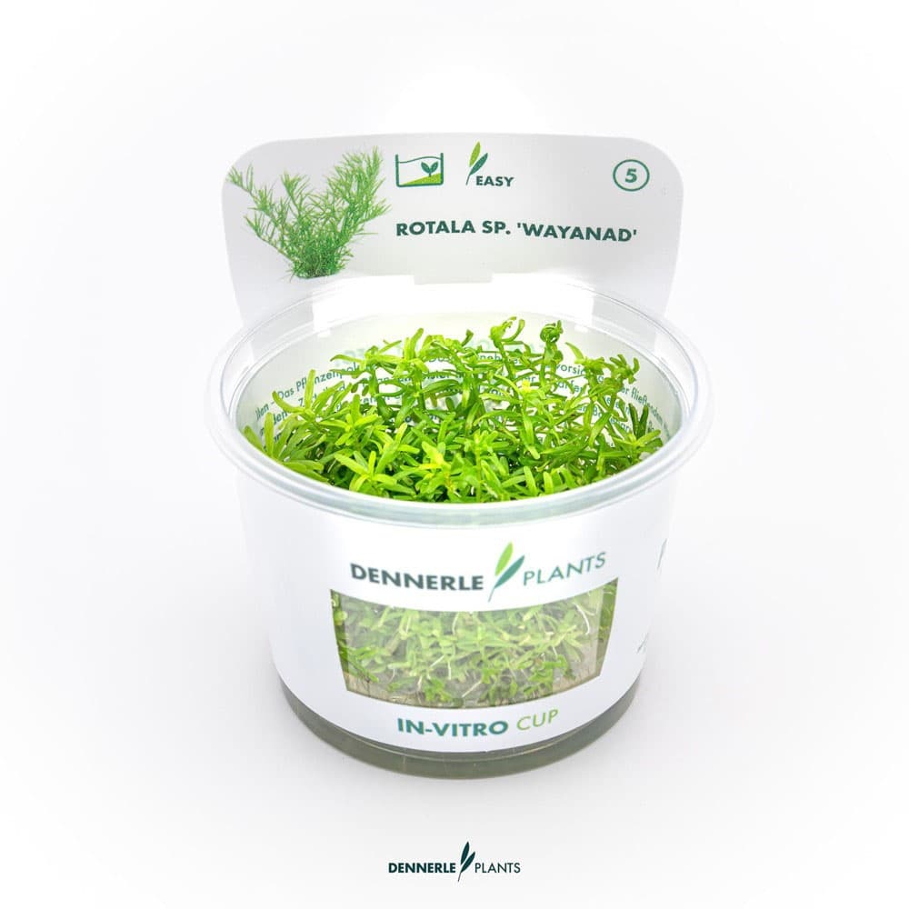 Rotala sp wayanad in vitro