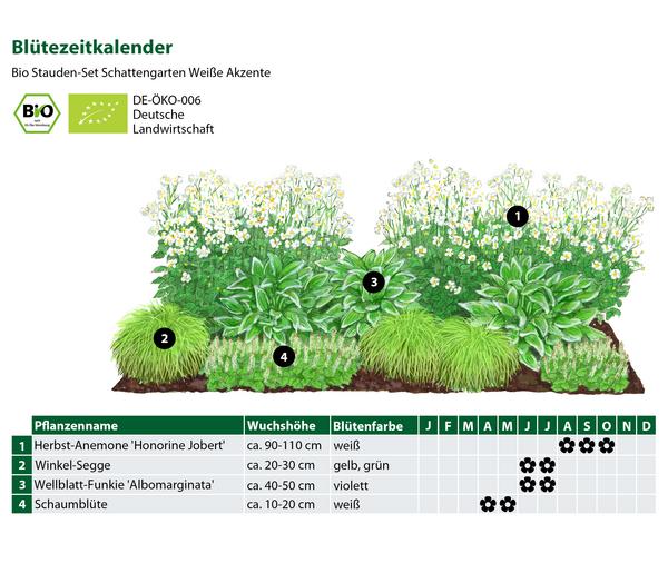 Bio Stauden-Set Schattengarten Weiße Akzente,