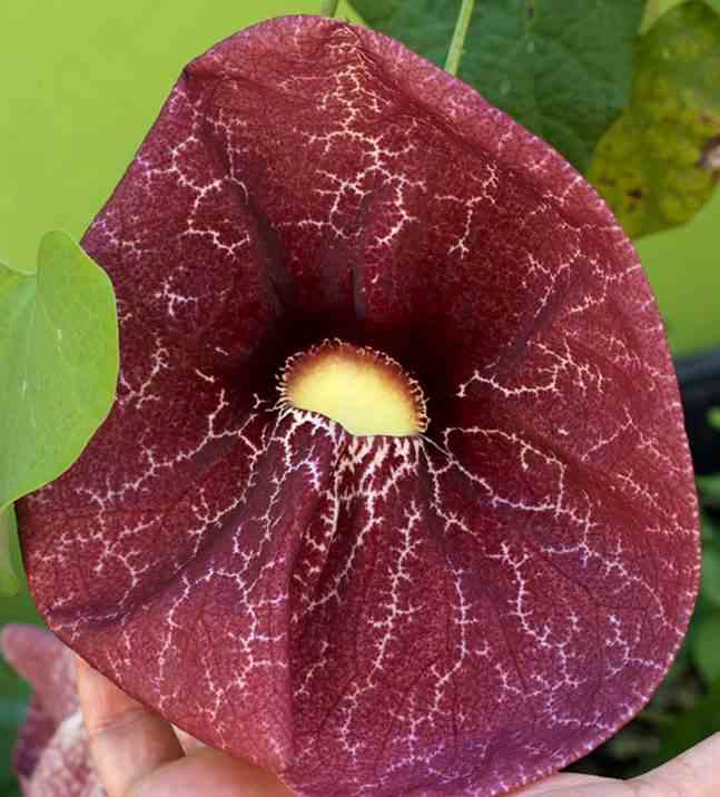 Aristolochia gigantea (aristoloche) taille pot de 3 litres - 80/100 cm - violet et blanc