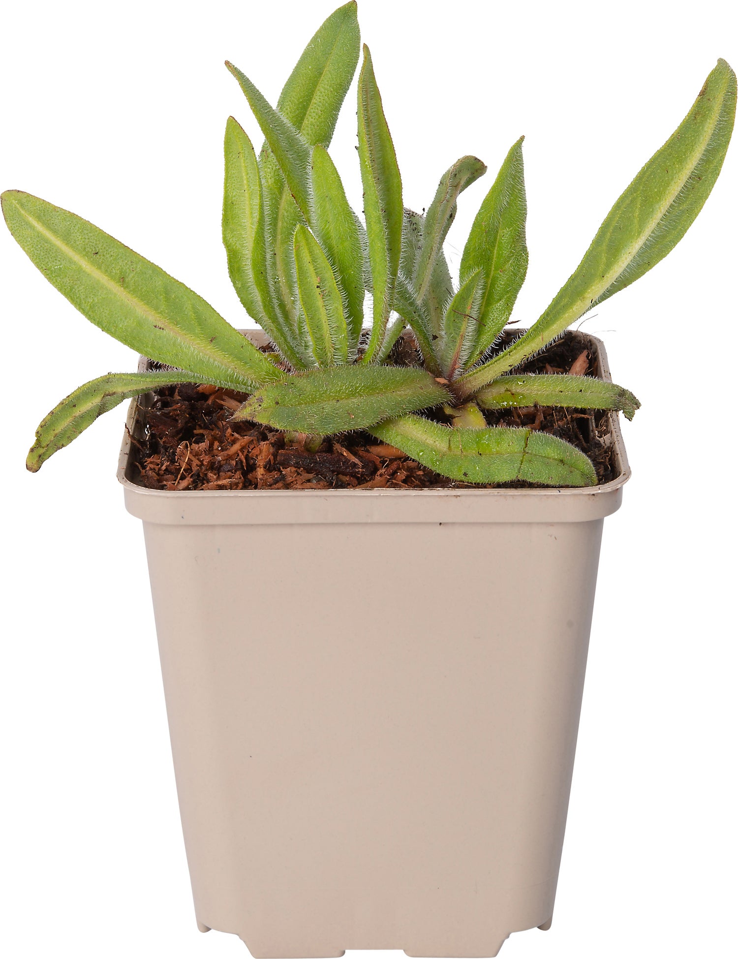 Ossetong (Anchusa azurea 'Dropmore') D 9 H 10 cm