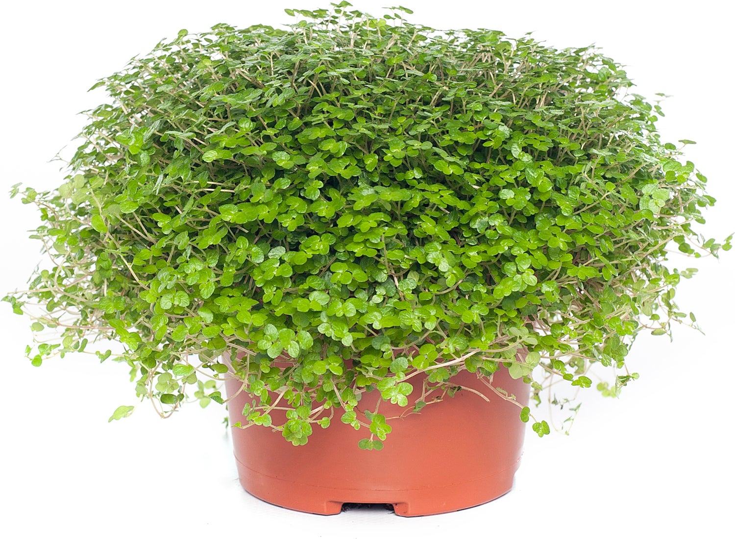 Slaapkamergeluk (Soleirolia soleirolii) D 13 H 15 cm
