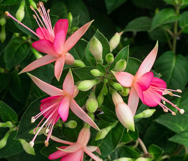 Fuchsie, Stämmchen, verschiedene Sorten
