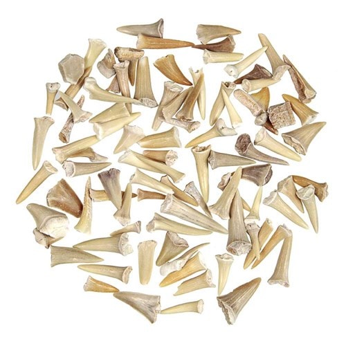 Lot dents requin fossilisées