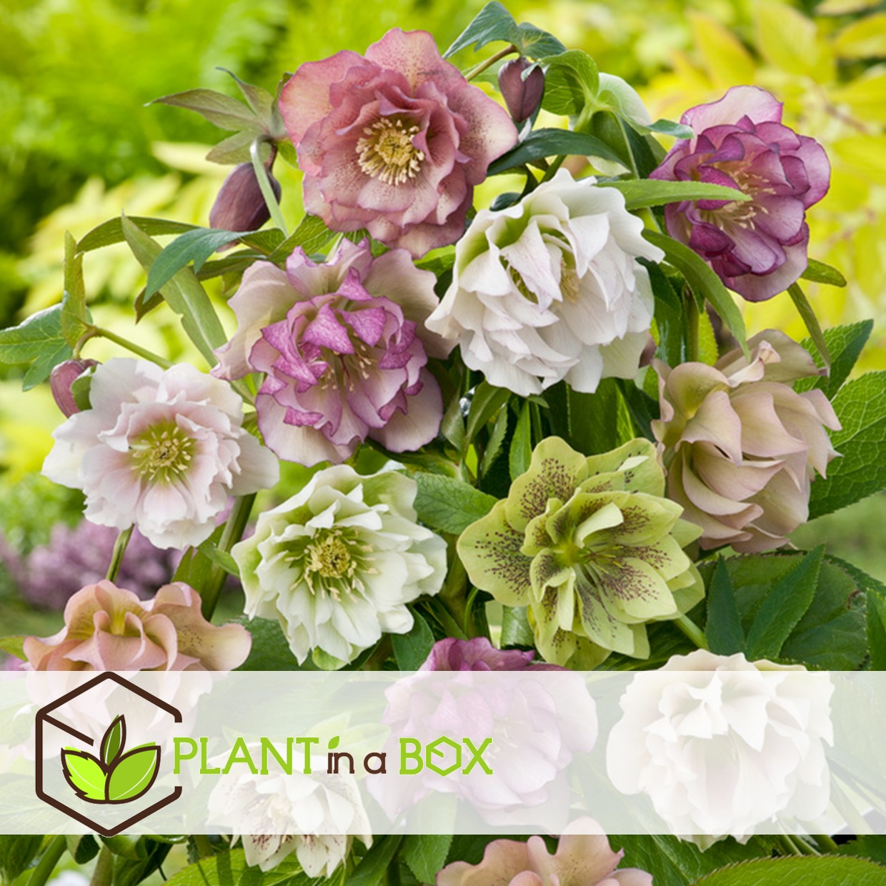 Helleborus orientalis - mélange de 6 - jardin - pot 12cm - hauteur 20-30cm
