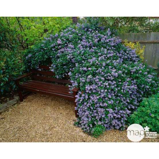Ceanothus Thyrsiflorus repens :h.30/40cm 3L