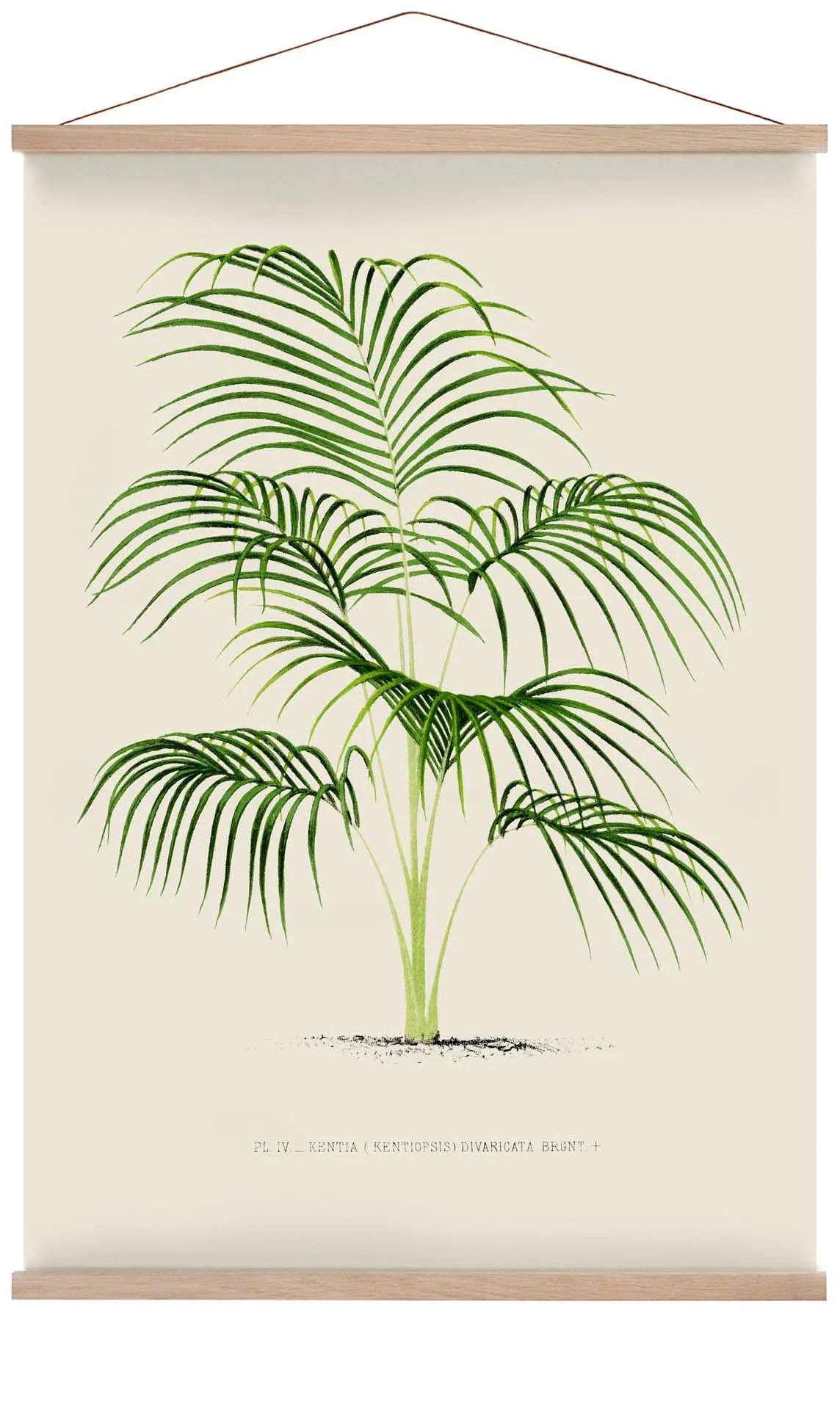 Kentia Divaricata Palm Tree Kunstdruck