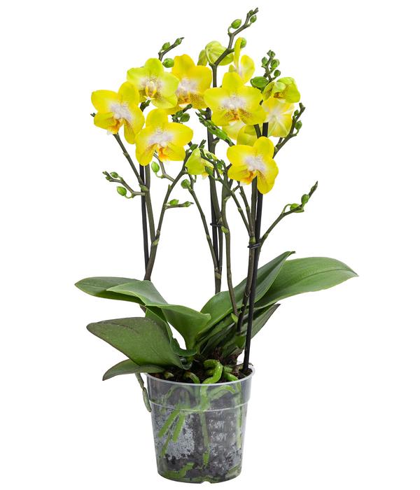 Schmetterlingsorchidee - Phalaenopsis