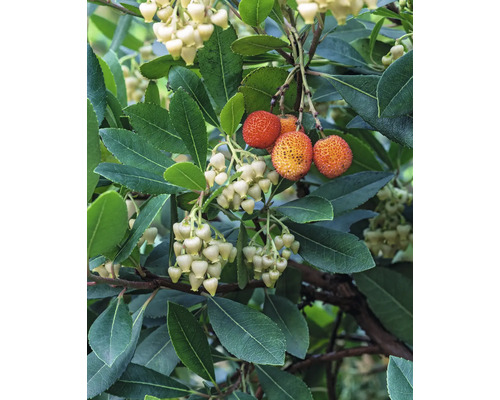 Biologische Aardbeienboom FloraSelf Biologische Arbutus Co 3 L Struik 35 Jaar FloraSelf Jubileumeditie