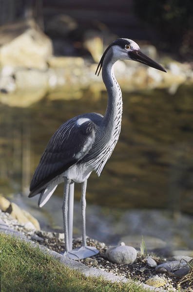 Oase Vijverfiguur Blauwe reiger Vijverdecoratie