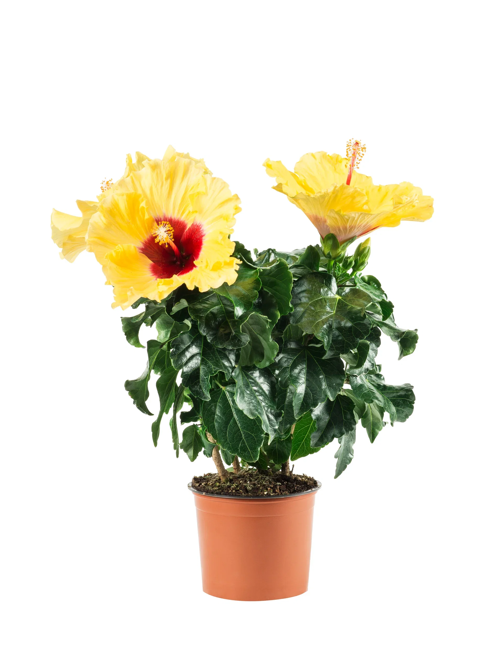 Hibiscus Hawaiirose Høyde 25 cm