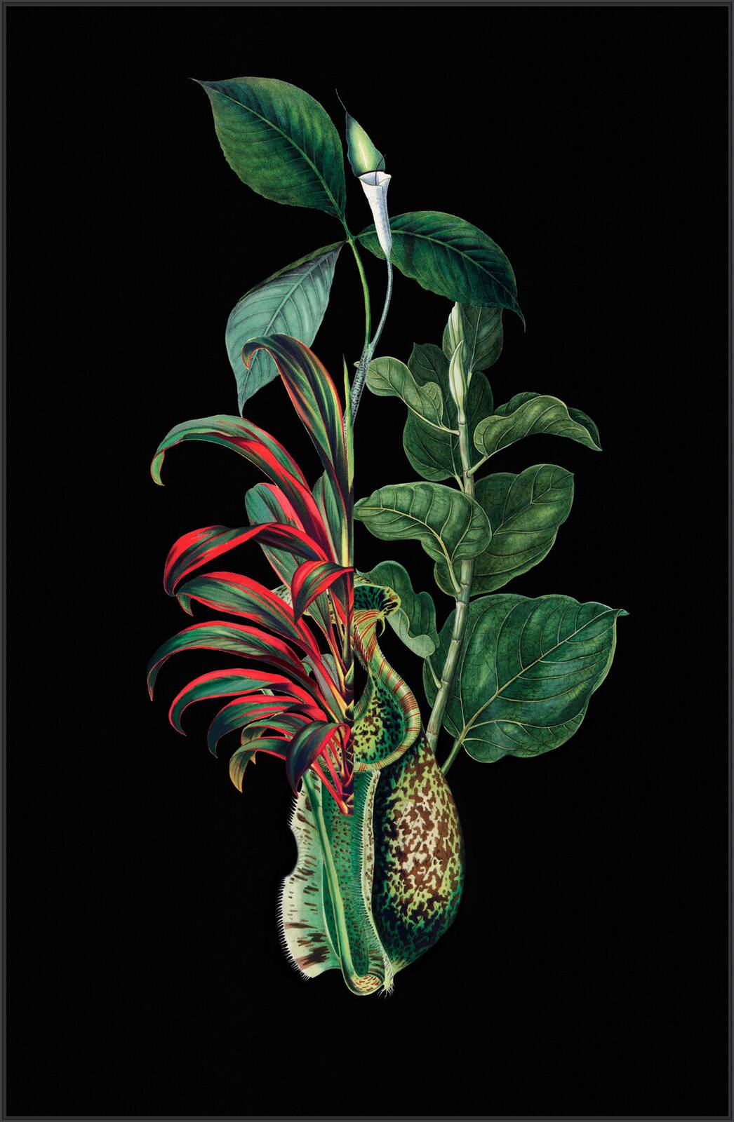 Philonenthus by Rive Roshan - Limited Edition. Edition of: 150. Signed.