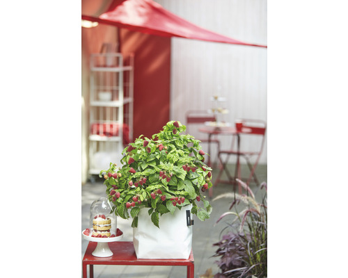 Raspberry BrazelBerry ® 'Raspberry Shortcake' ® H 25-30 cm Co 4,5 L doornloos en zonder uitlopers