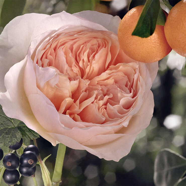 Chloé CHLOÉ Rose Tangerine Eau de toilette