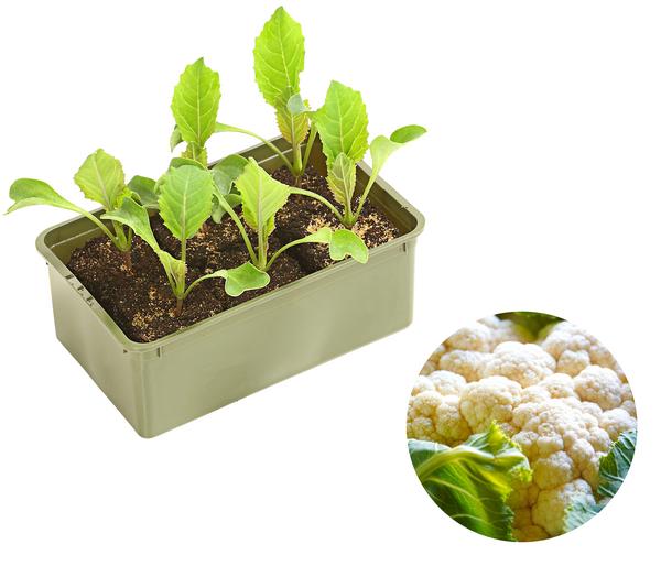 Blumenkohl, 6er Schale