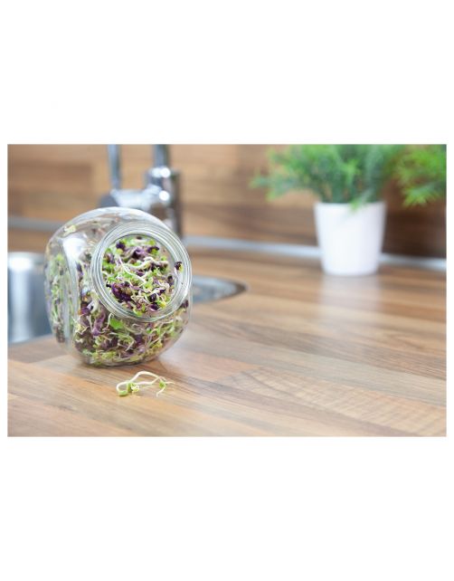 Buzzy Organic Sprouting Pot Pikante Salade Bio - Groentezaden - 7.5 g