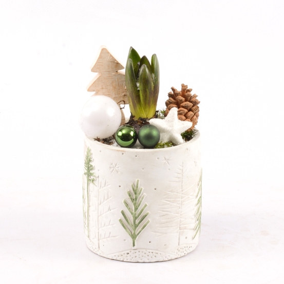 Jacinthe et Picéa en pot bonhomme de neige
