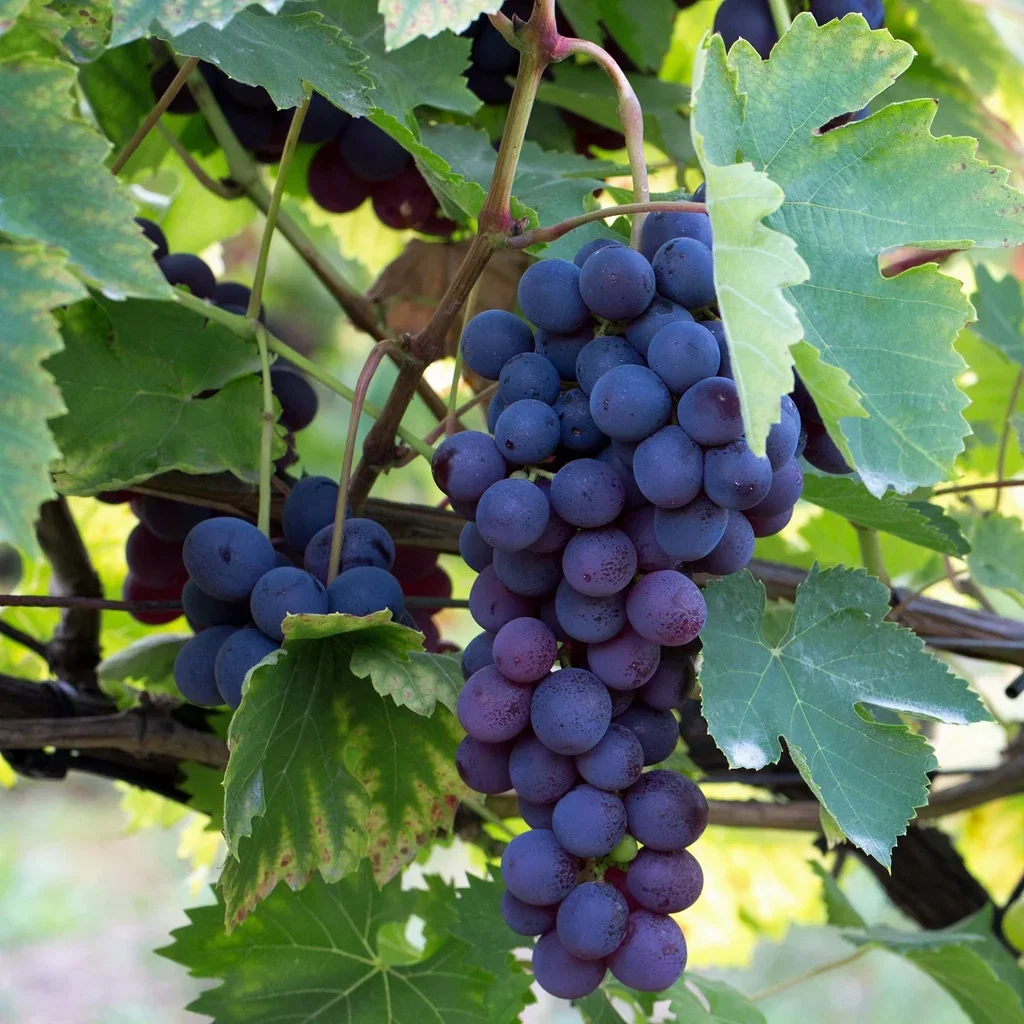 Vitis labrusca 'Regent' Labruscavinranke 'Regent' Ø21 cm