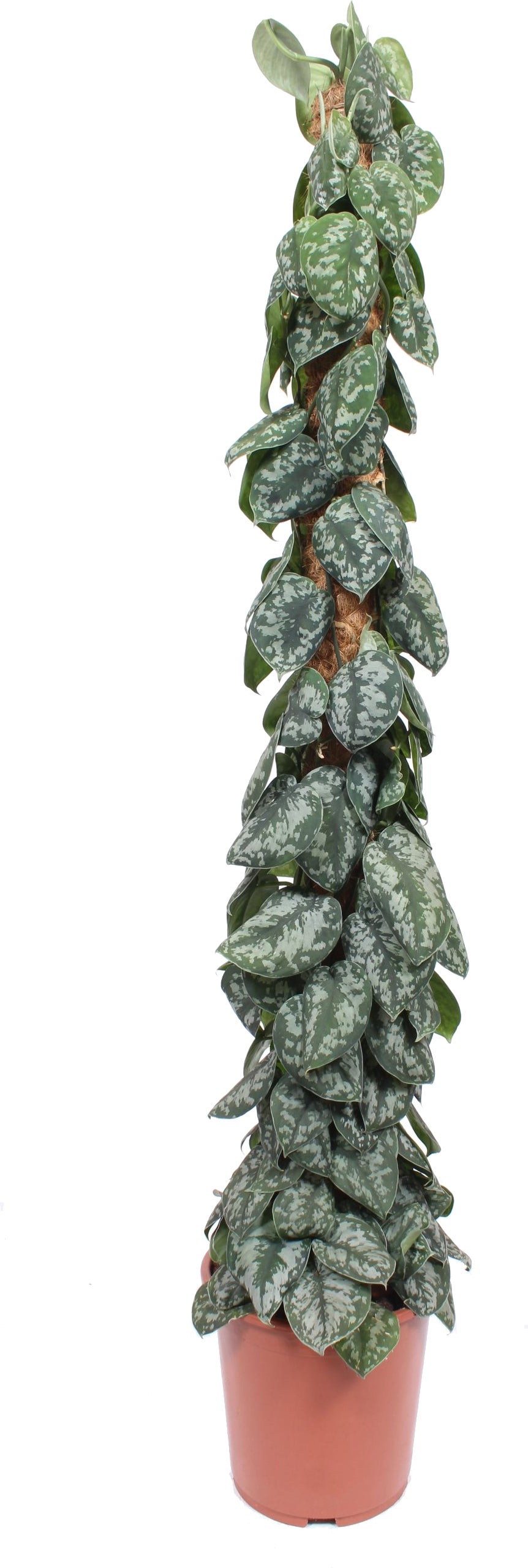 Drakenklimop met mosstok (Epipremnum pictus 'Trebie') D 27 H 150 cm